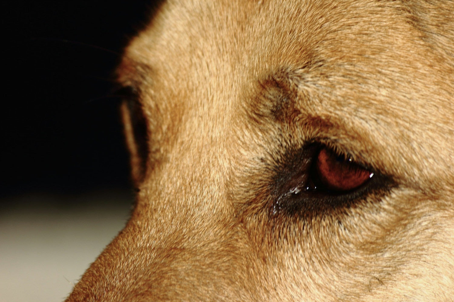 Dog’s Cloudy Eyes 